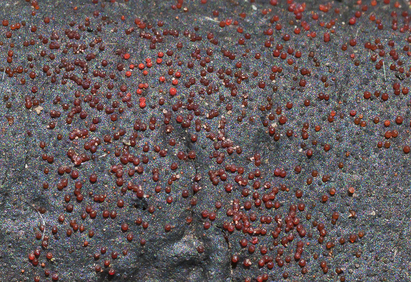 Nectria episphaeria